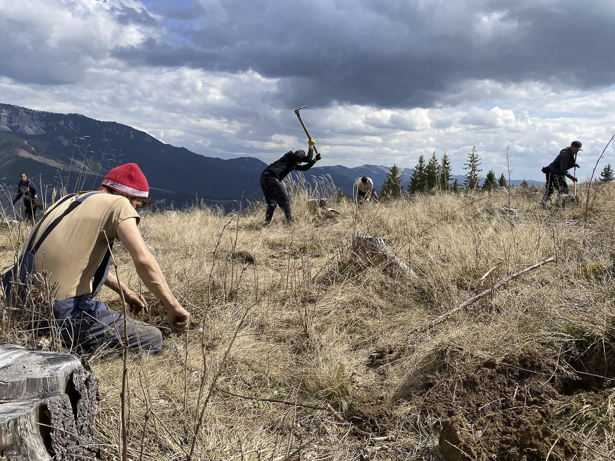 Ahol bükk, tölgy és juhar is kerül a földbe